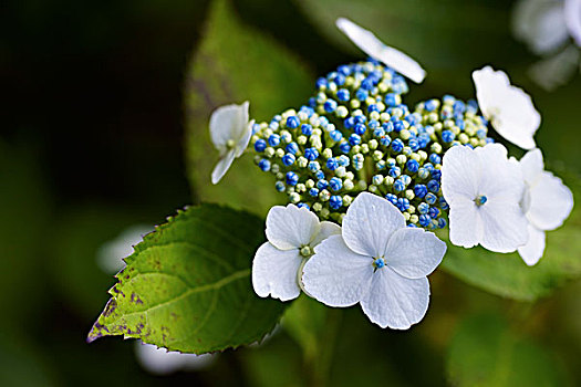 大,叶子,八仙花属,植物,蓝色,芽,白色,花,绿叶,特写,花园,加拿大