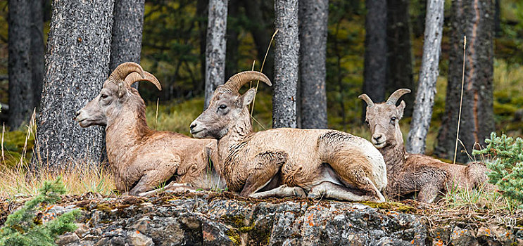 大角羊,坐,石头,班芙国家公园,艾伯塔省,加拿大,北美