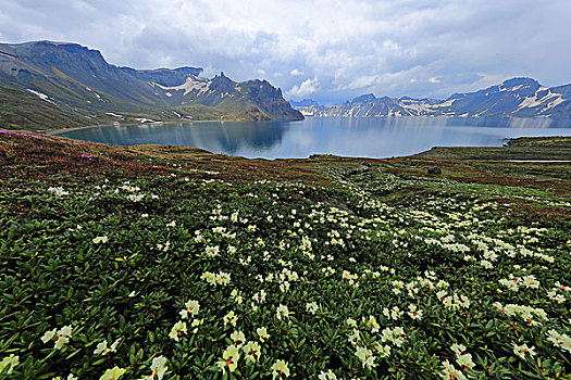 长白山高山花卉