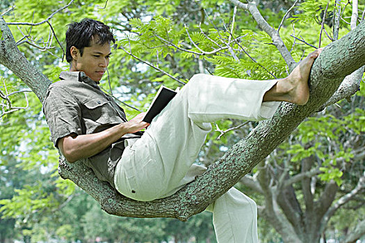 男人,坐,树上,读,书本