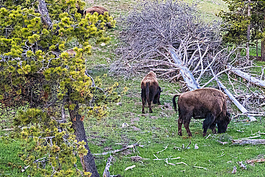 黄石公园内的美洲野牛