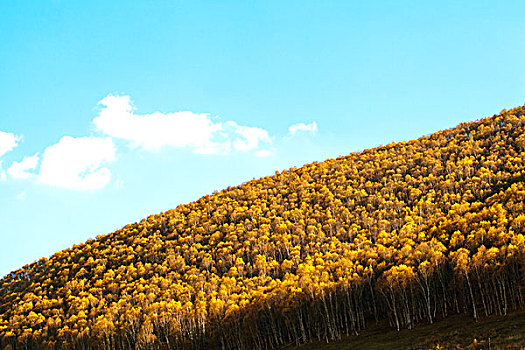 中国北方秋天蓝天白云下整齐挺拔发黄的白桦林