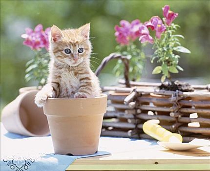 小猫,花,容器
