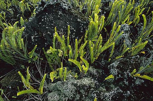 蕨类,2岁,熔岩流,留尼汪岛,印度洋