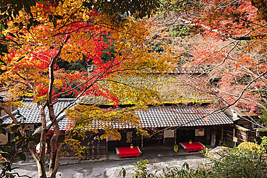 秋色,京都,日本