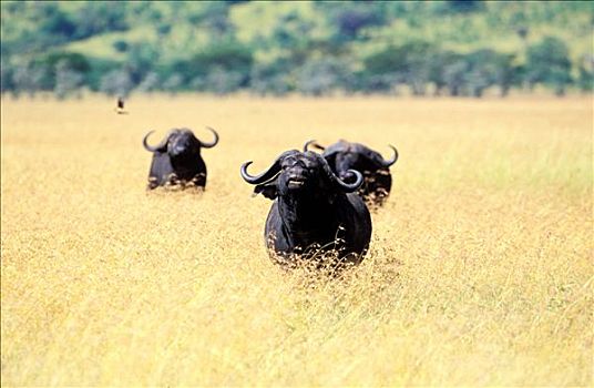 坦桑尼亚,塞伦盖蒂国家公园,牧群,水牛
