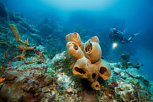 水中呼吸器,潜水,加勒比,珊瑚,礁石,大,海绵,科苏梅尔,墨西哥