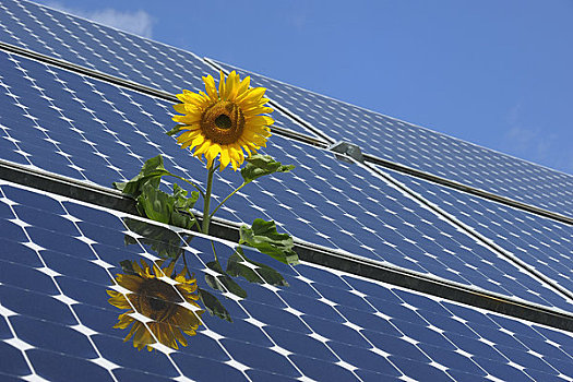 向日葵,太阳能电池板,巴伐利亚,德国