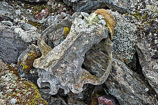 苔藓,头骨,北极熊,峡湾,斯匹次卑尔根岛,斯瓦尔巴特群岛,岛屿,挪威,欧洲