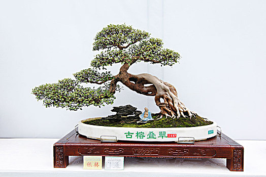 盆景,盆栽,会员作品,银奖,广东盆景协会30周年