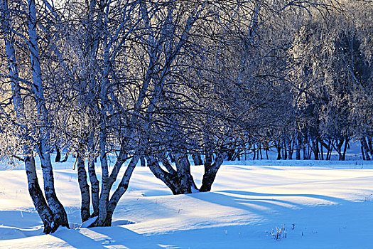 冬季草原树林雪景
