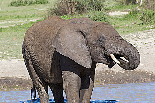 一个,成年,大象,饮料,水,象鼻,嘴,站立,特写,恩戈罗恩戈罗,保护区,坦桑尼亚