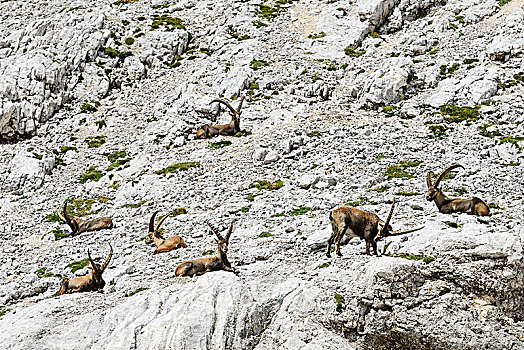 野生山羊,特拉维夫,国家公园,朱利安阿尔卑斯,斯洛文尼亚,欧洲