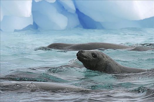 食蝦海豹,食蟹海豹,群,游泳,靠近,冰山,天堂湾,南极半岛,南极