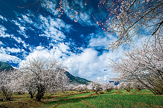 高原桃花