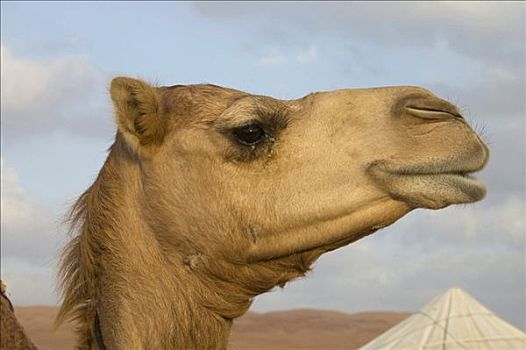 阿曼苏丹国,骆驼