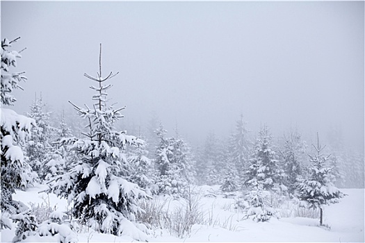 圣诞节,背景,雪,冷杉