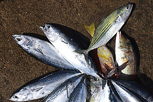 鱼,出售,渔港,开端,恢复,三个,岁月,一个,击打,海啸,东南亚,十二月,2004年