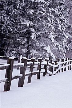 雪中,松树,爱荷华