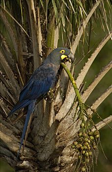 金刚鹦鹉,棕榈树,幸存,巴西,南美