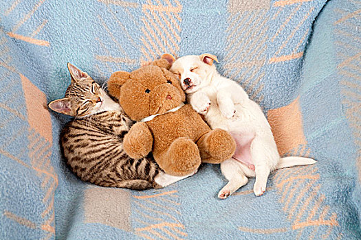 小猫,小狗,睡觉,并排,卧,靠近,泰迪熊