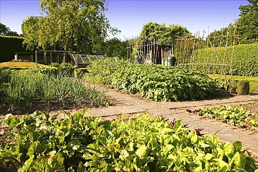 床,小路,有机蔬菜,花园,英格兰