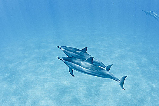 夏威夷,湾,一对,长吻原海豚,水下