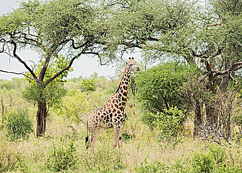 长颈鹿,乔贝国家公园,博茨瓦纳