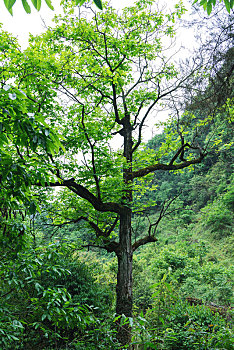 广元朝天水磨沟风景点