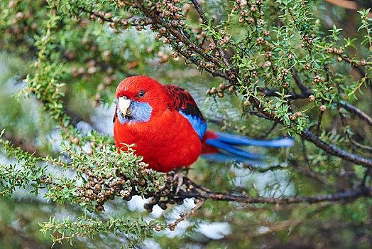 深红色,坐,树,奥特韦国家公园,维多利亚,澳大利亚