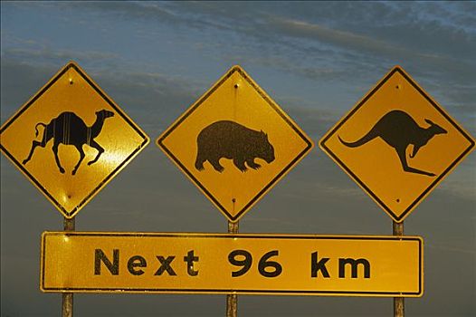 路标,警告,骆驼,树袋熊,袋鼠,澳大利亚