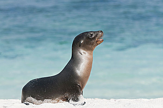 加拉帕戈斯,海狮,加拉帕戈斯海狮,幼仔,海滩,加拉帕戈斯群岛,厄瓜多尔