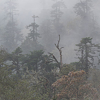 雾气,地区,不丹