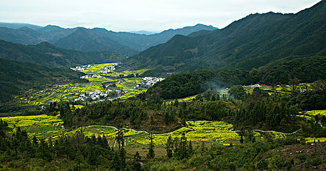 油菜花