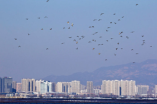 湿地风光,秦皇岛,北戴河,海边,城市,鸟类保护,和谐,潮汐,建筑,大海,河流,环境
