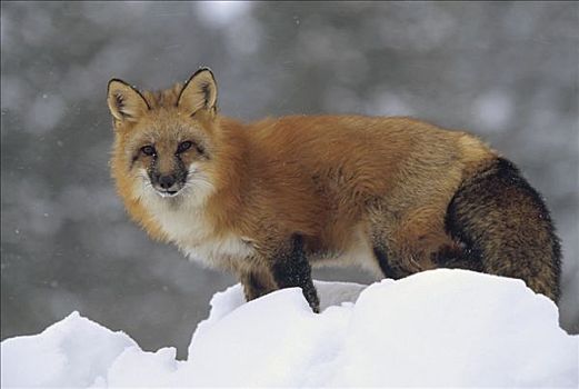 红狐,狐属,站立,顶端,雪堆,蒙大拿