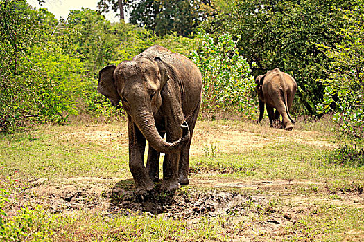 斯里兰卡人,大象,象属,成年,泥,皮肤,防护,国家公园,斯里兰卡,亚洲