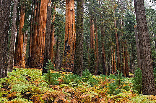 蕨类,林中地面,红杉国家公园,加利福尼亚,美国