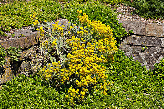 岩石花园,植物,北莱茵威斯特伐利亚,德国,欧洲