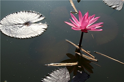 莲花,漂浮,叶子