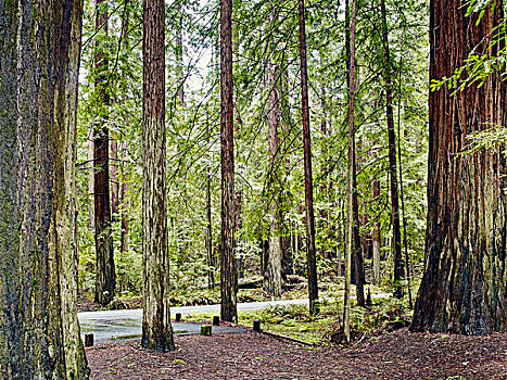 巨树之道,加利福尼亚,美国