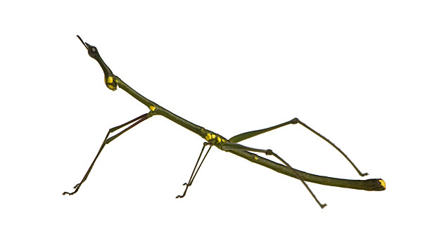 竹节虫翅膀图片