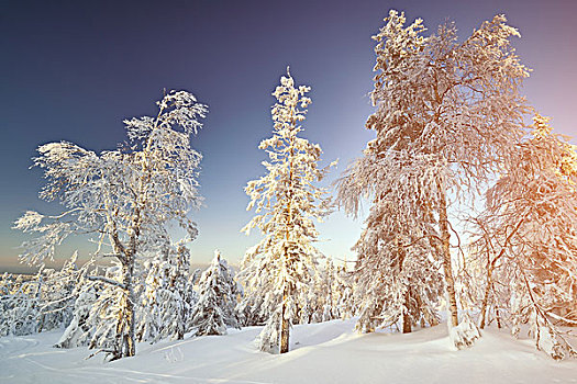 仙女,冬季风景,积雪,树,生动,阴天,漂亮,世界,雪,树林