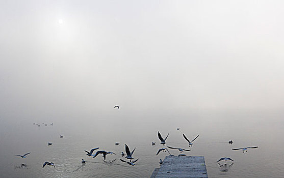 海鸥,木码头,早晨,雾,月亮湖地区,湖,萨尔茨卡莫古特,上奥地利州,奥地利,欧洲