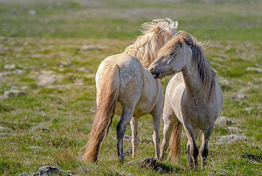 两个,白色,冰岛马,毛皮,草场,风,吹,鬃毛,冰岛,欧洲