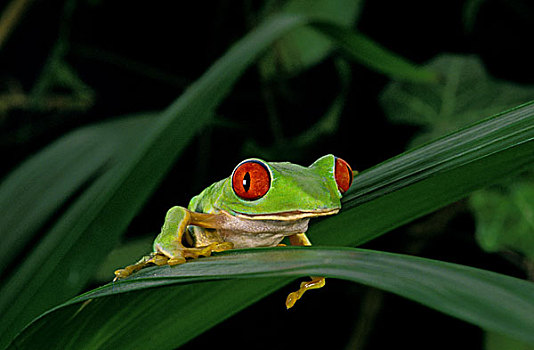 红眼树蛙,叶子