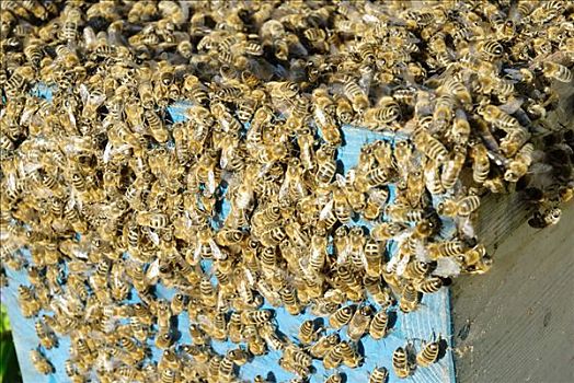 蜜蜂,成群,蜂巢