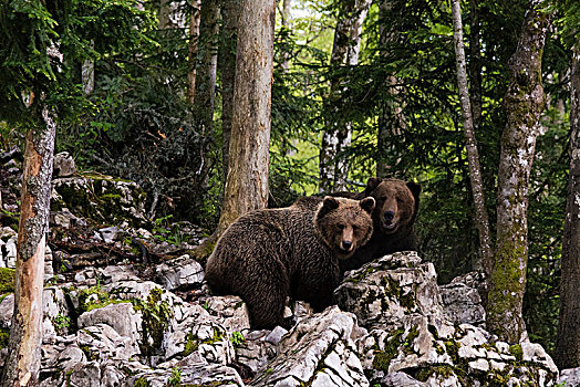 两个,欧洲,棕熊,交谈,斯洛文尼亚
