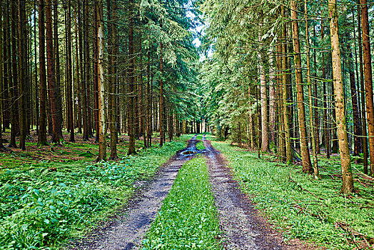 风景,树林,道路,云杉,欧洲云杉,春天