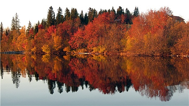 红色,树,反射,镜湖